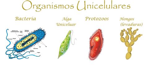 cara hidup protozoa  Jika keadaan lingkungan kurang menguntungkan, protozoa membungkus diri membentuk kista untuk mempertahankan diri